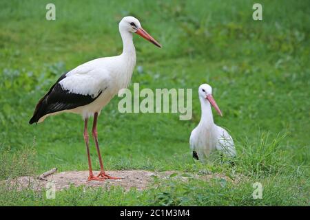 White Stork couples Ciconia Ciconia dans un pré Banque D'Images