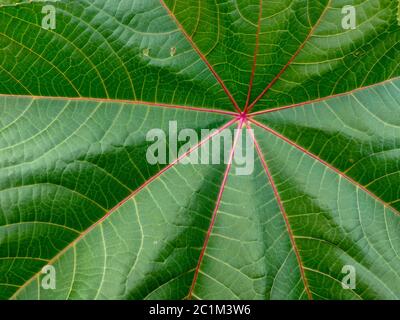 Fresh Green leaf macro texture close-up Banque D'Images