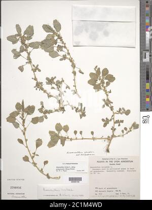 Amaranthus lividus subsp polygonoides MOQ Probst Amaranthus lividus subsp polygonoides MOQ Probst. Banque D'Images