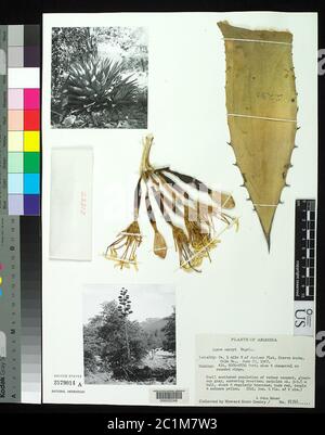 Agave parryi agave parryi. Banque D'Images