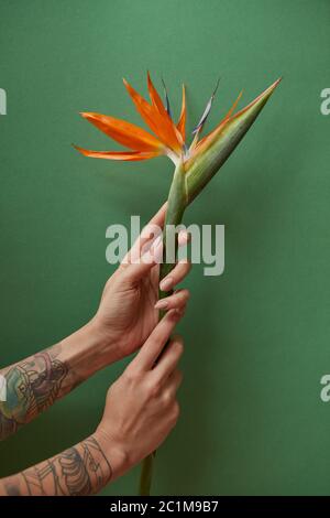 Mains de femmes tenant un petit bouquet de strelitzia sur fond vert Banque D'Images