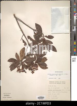 Ardisia escallonioides Schltdl Cham Ardisia escalloniodes Schltdl Cham. Banque D'Images