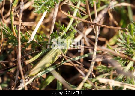 grand sauterelle verte sur l'herbe et les plantes Banque D'Images