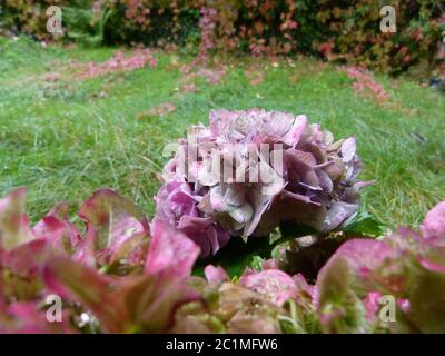 Fleur d'hortensia avec raindrop et herbe verte avec des feuilles rouges comme arrière-plan Banque D'Images