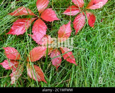 Feuilles de lierre rouge vif dans l'herbe verte avec gouttes de pluie Banque D'Images