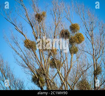 Une plante parasite guis dans l'arbre Banque D'Images