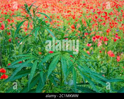 Cannabis plante sur le champ de pavot. Médicaments naturels. Banque D'Images