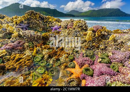 Tidepool avec étoiles de mer, anémones de mer, barnacles et moules le long de la côte ouest à la baie San Josef, dans le parc provincial du Cap Scott, île de Vancouver, Brit Banque D'Images