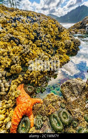 Tidepool avec étoiles de mer, anémones de mer, barnacles et moules le long de la côte ouest à la baie San Josef, dans le parc provincial du Cap Scott, île de Vancouver, Brit Banque D'Images