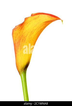 Fleur de lis calla Orange Banque D'Images