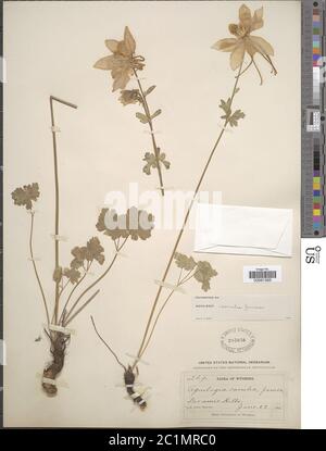 Aquilegia coerulea Aquilegia coerulea. Banque D'Images