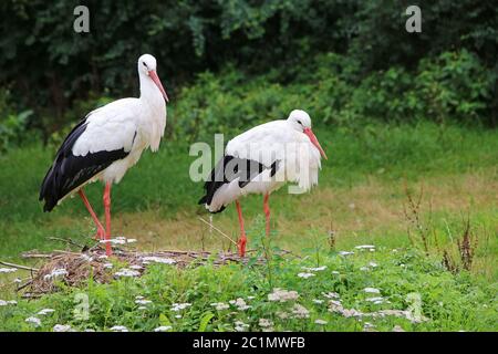 Deux White Storks Ciconia ciconia dans un pré Banque D'Images