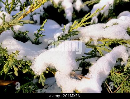 Taxus baccata (également connu sous le nom de juif commun, juif anglais ou juif européen) recouvert de neige - Choczewo, Pomerania, Pologne Banque D'Images