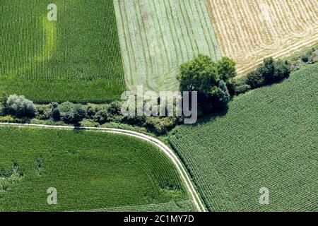 Photo aérienne d'une piste de terre traversant des champs de maïs Banque D'Images
