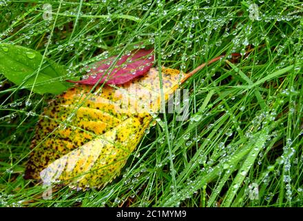 Des lames d'herbe mouillées s'égoutter avec des feuilles d'automne Banque D'Images