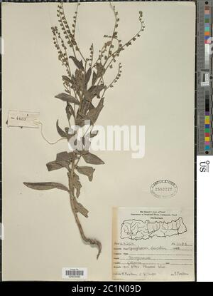 Paroi de Cynoglossum furcatum paroi de Cynoglossum furcatum. Banque D'Images