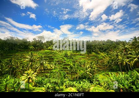 Plantation de riz dans l'après-midi nuageux. Bali, Indonésie Banque D'Images