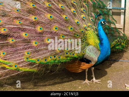 Photographie des yeux multiples des plumes d'un paon indien de la paon de la païche en plein écran Banque D'Images