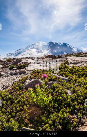 Une fleur de pinceau indien et une couverture alpine avec le Mont Rainier qui culmine au sommet de la 3e montagne Burroughs, parc national du Mont Rainier, WASHIN Banque D'Images