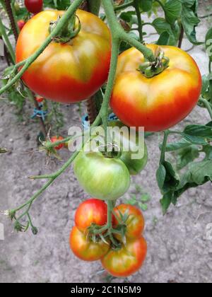 tomates maison dans votre propre jardin Banque D'Images