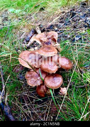 faire dorer les champignons sur une souche d'arbre dans la forêt Banque D'Images
