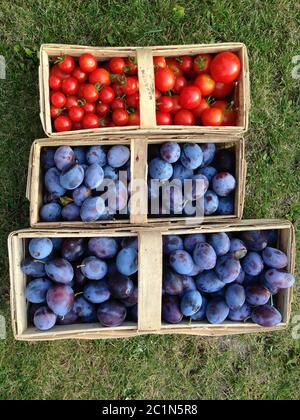 prunes fraîchement cueillies et tomates fraîchement récoltées dans un panier dans un pré Banque D'Images