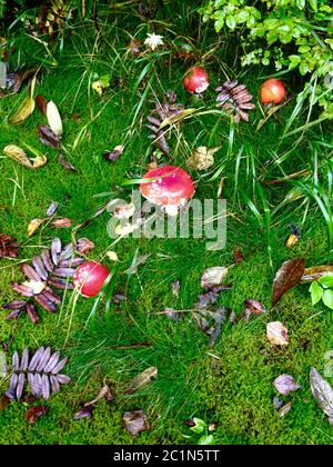 de beaux tabourets de crapaud sur un pré dans la forêt en automne Banque D'Images