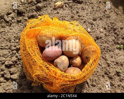 pommes de terre fraîchement récoltées dans un filet Banque D'Images