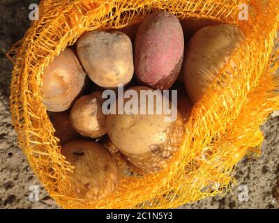 pommes de terre fraîchement récoltées dans un filet Banque D'Images