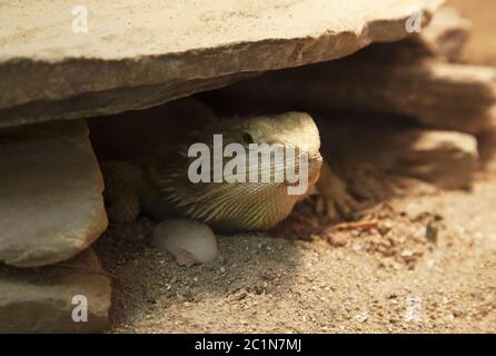 Les Pogona vitticeps lizard se cacher sous un rocher Banque D'Images