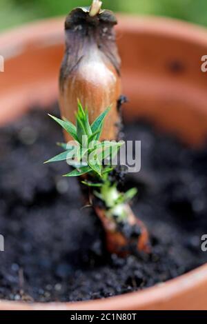 Graine d'Araucaria araucana du Chili Banque D'Images