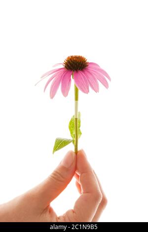 Echinacea fleur isolée sur blanc. Banque D'Images