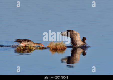 L'oie des graylag se bat au printemps en haute lusatia Banque D'Images