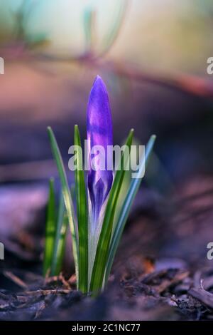 Bleu violet Crocus fait la percée Banque D'Images