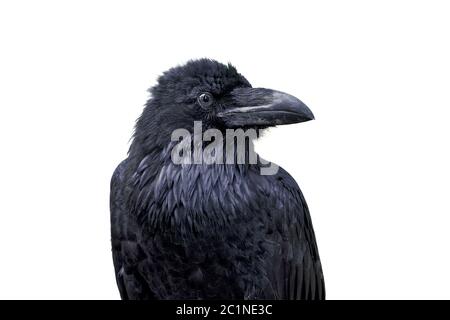 Portrait du grand corbeau (Corvus corax) isolé sur fond blanc Banque D'Images