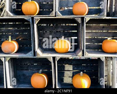 Pumpkns orange dans des caisses en bois Banque D'Images