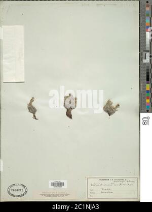 Erythrichium nanum Erythrichium nanum. Banque D'Images