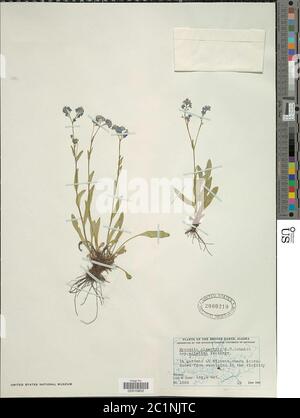 Myosotis alpestris subsp asiatica Vesterrr Myosotis alpestris subsp asiatica Vesterrrrr. Banque D'Images