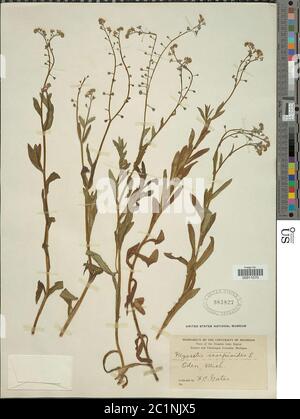 Myosotis scorpioides L Myosotis scorpioides L. Banque D'Images