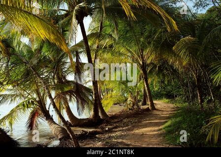 Palmiers et sentier le long de la mer menant à la plage de Starfish, Isla Colon, province de Bocas del Toro, Panama Banque D'Images