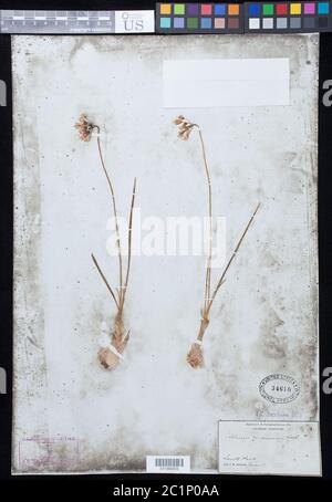 Allium cernuum Roth Allium cernuum Roth. Banque D'Images