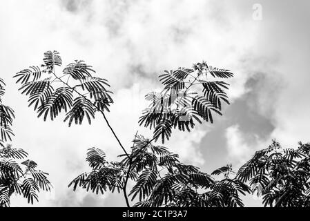 Mimosa Tree également appelé silhouette d'arbre de soie en noir et blanc. Arbre ornemental à croissance rapide avec fleurs aromatiques roses en forme de boule de pompe. Noir Banque D'Images