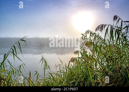 Matin mystique incroyable paysage avec soleil levant, arbre, Reed et brouillard sur l'eau. Banque D'Images