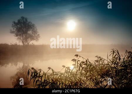 Mystique spectaculaire paysage crépusculaire avec soleil levant, arbre, Reed et brouillard sur l'eau. Banque D'Images