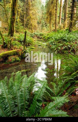 WA16820-00...WASHINGTON - Taft Creek vue depuis le Spruce nature Trail dans la région de la forêt tropicale de Hoh, dans le parc national olympique. Banque D'Images