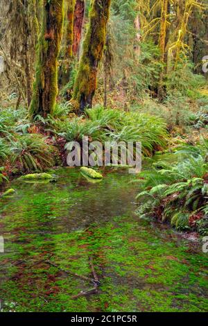 WA16822-00...WASHINGTON - Taft Creek vue depuis le Spruce nature Trail dans la région de la forêt tropicale de Hoh, dans le parc national olympique. Banque D'Images