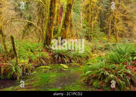 WA16822-00...WASHINGTON - Taft Creek vue depuis le Spruce nature Trail dans la région de la forêt tropicale de Hoh, dans le parc national olympique. Banque D'Images