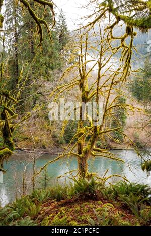 WA16824-00....WASHINGTON - UNE érable à grandes feuilles recouvert de mousse surplombant la rivière Hoh; sentier de la rivière Hoh dans la forêt tropicale de Hoh, dans le parc national olympique Banque D'Images