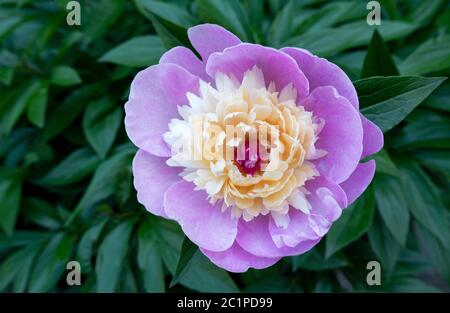 Fleur de lilas rose unique d'une pivoine avec pétales intérieurs lumineux en gros plan Banque D'Images