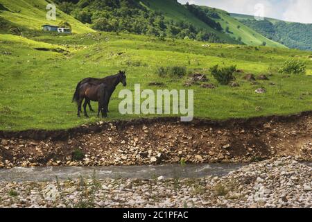 Une paire de chevaux paître sur des pâturages verts dans une vallée de montagne d'une gorge de montagne sur des collines de prairies et d'arbres dans le Nord C. Banque D'Images